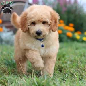 Buddy, Mini Goldendoodle Puppy