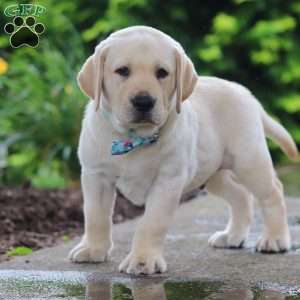 Buddy, Yellow Labrador Retriever Puppy