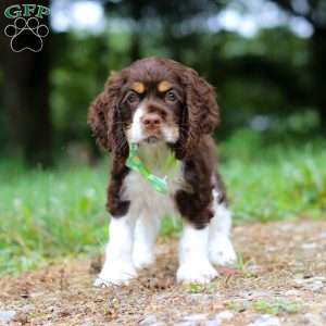 Buddy, Cocker Spaniel Puppy