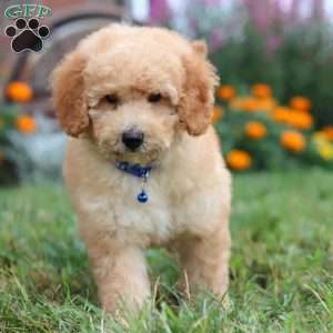 Buddy, Mini Goldendoodle Puppy