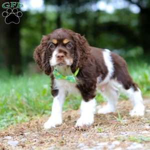 Buddy, Cocker Spaniel Puppy