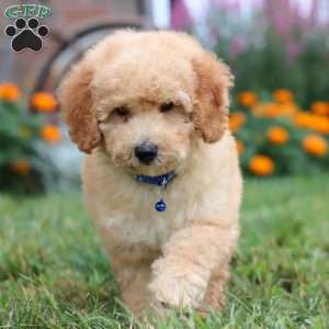 Buddy, Mini Goldendoodle Puppy