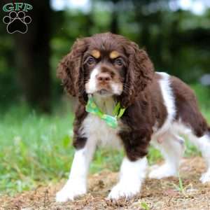 Buddy, Cocker Spaniel Puppy