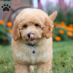 Buddy, Mini Goldendoodle Puppy