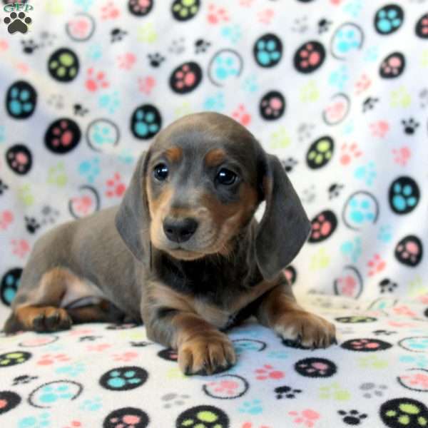 Buddy-Mini, Dachshund Puppy