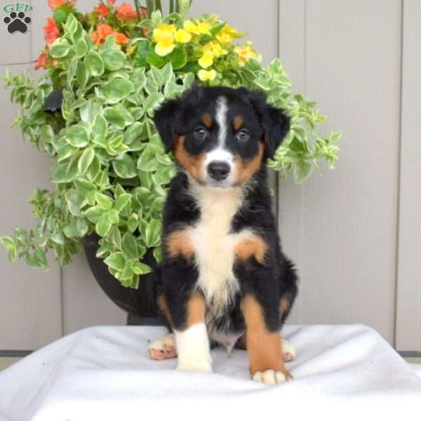 Buddy, Australian Shepherd Puppy