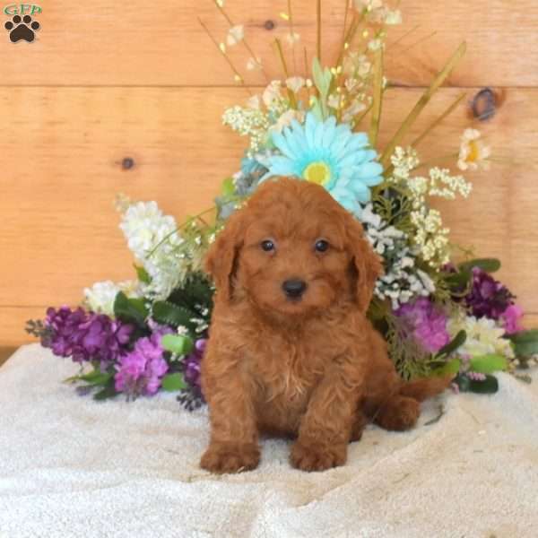 Buddy, Cavapoo Puppy