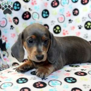 Buddy-Mini, Dachshund Puppy