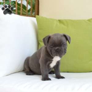 Buddy, Frenchton Puppy
