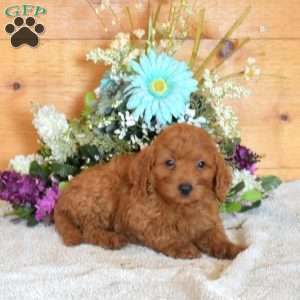 Buddy, Cavapoo Puppy