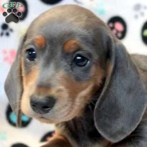 Buddy-Mini, Dachshund Puppy