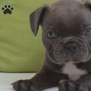 Buddy, Frenchton Puppy