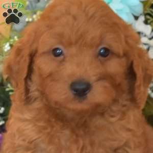 Buddy, Cavapoo Puppy