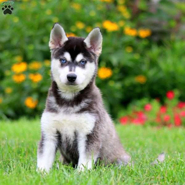 Buddy, Alaskan Klee Kai Puppy