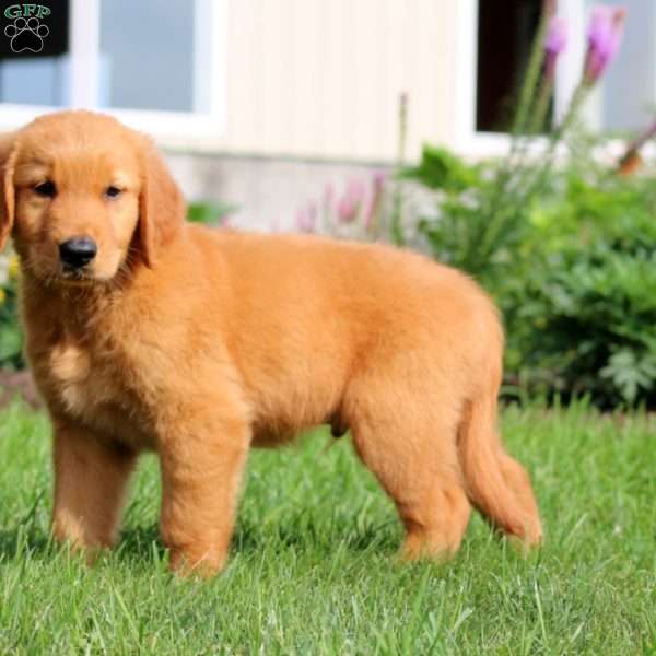 Buddy, Golden Retriever Puppy