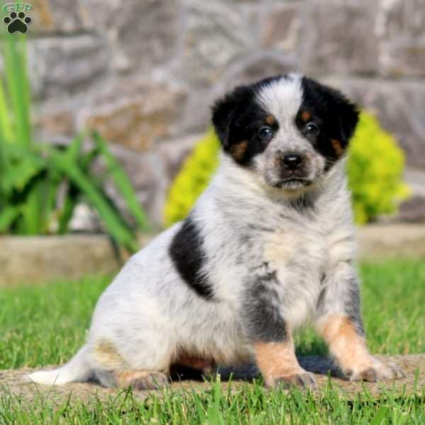 Buddy, Bernese Mountain Dog Mix Puppy