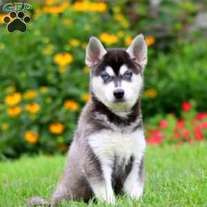 Buddy, Alaskan Klee Kai Puppy