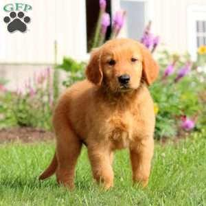 Buddy, Golden Retriever Puppy