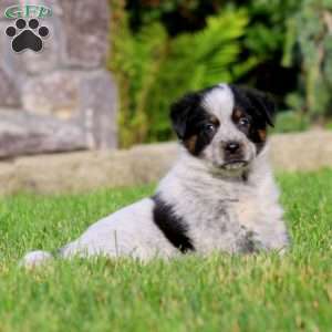 Buddy, Bernese Mountain Dog Mix Puppy