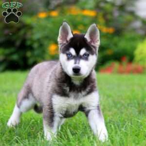 Buddy, Alaskan Klee Kai Puppy
