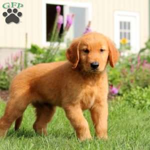 Buddy, Golden Retriever Puppy