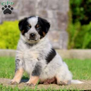 Buddy, Bernese Mountain Dog Mix Puppy