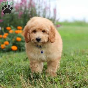 Buddy, Mini Goldendoodle Puppy