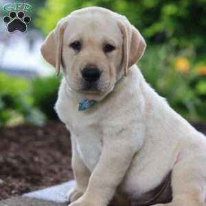 Buddy, Yellow Labrador Retriever Puppy