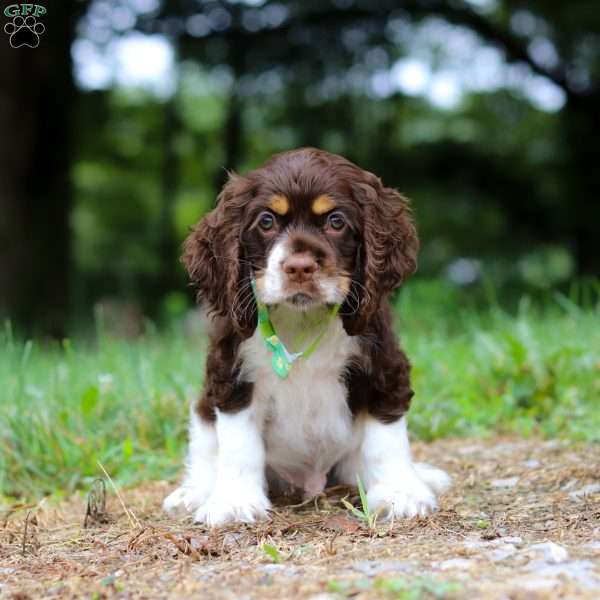Buddy, Cocker Spaniel Puppy