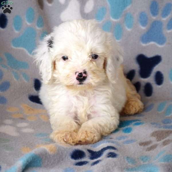 Buddy, Cockapoo Puppy