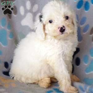 Buddy, Cockapoo Puppy