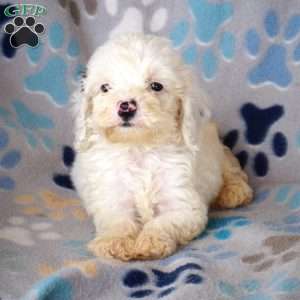 Buddy, Cockapoo Puppy