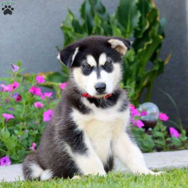 Buff, Alaskan Malamute Puppy