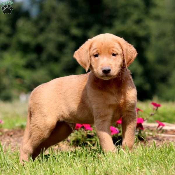 Buff, Yellow Labrador Retriever Puppy