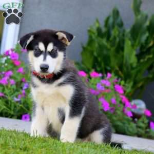 Buff, Alaskan Malamute Puppy