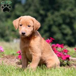 Buff, Yellow Labrador Retriever Puppy