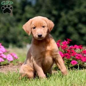 Buff, Yellow Labrador Retriever Puppy