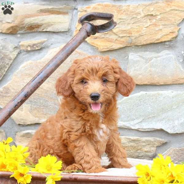 Buttercup, Mini Goldendoodle Puppy
