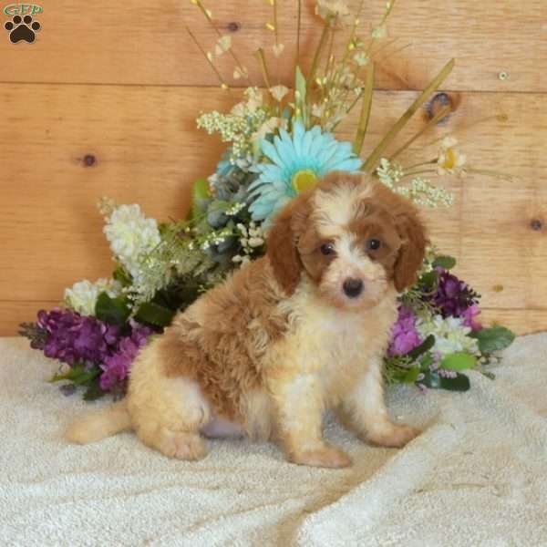 Buttercup, Cavapoo Puppy