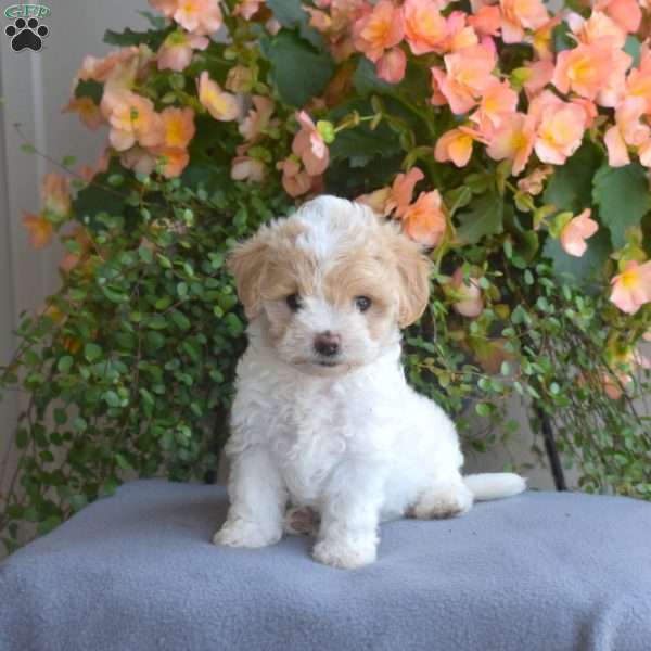 Buttercup, Maltipoo Puppy