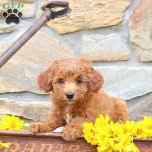 Buttercup, Mini Goldendoodle Puppy
