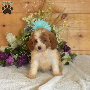Buttercup, Cavapoo Puppy