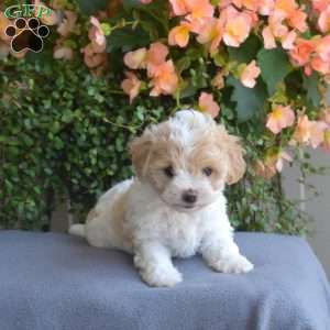 Buttercup, Maltipoo Puppy