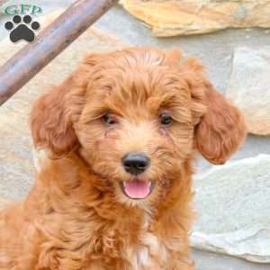 Buttercup, Mini Goldendoodle Puppy