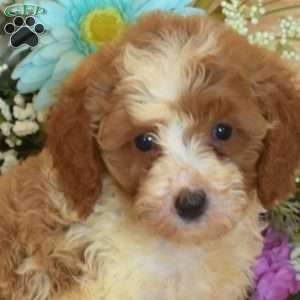 Buttercup, Cavapoo Puppy