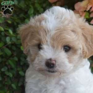 Buttercup, Maltipoo Puppy