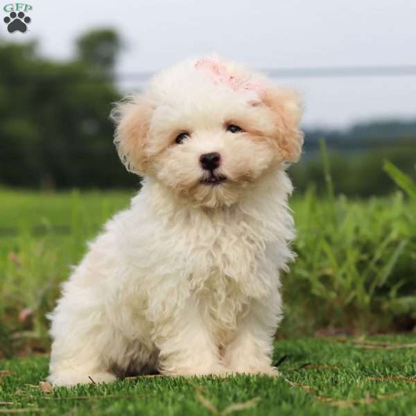 Butterscotch, Havanese Puppy
