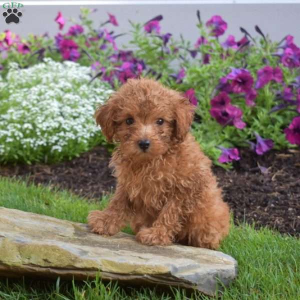 Butterscotch, Miniature Poodle Puppy