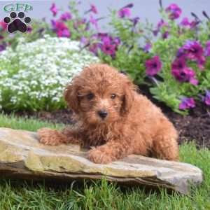 Butterscotch, Miniature Poodle Puppy