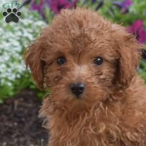 Butterscotch, Miniature Poodle Puppy